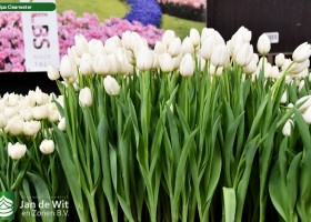 Tulipa Clearwater ® (2)